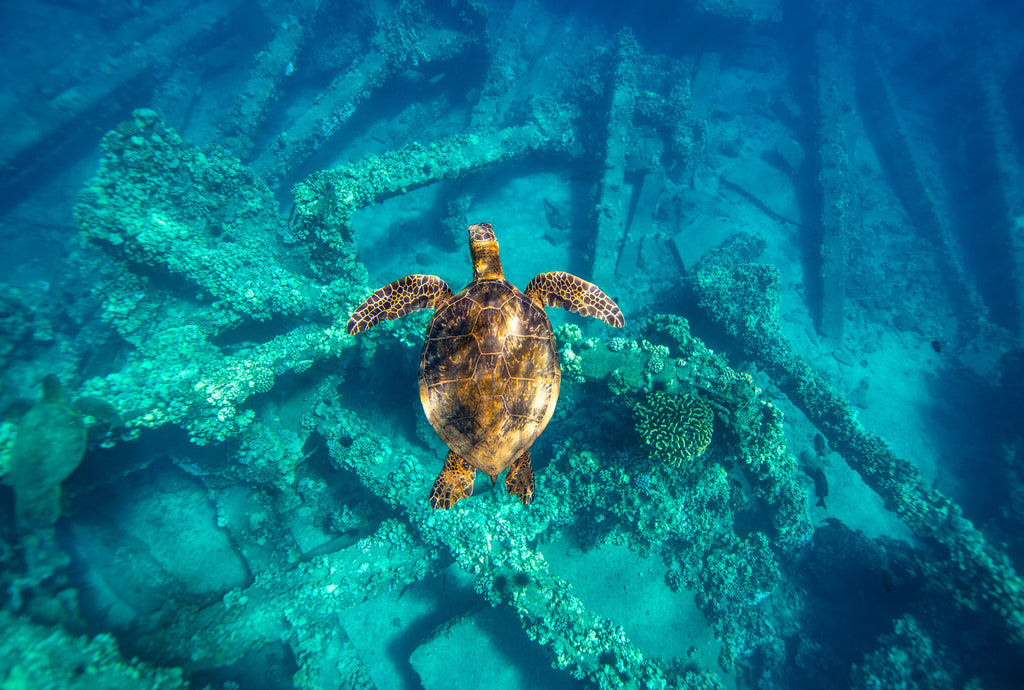 The Coral Garden