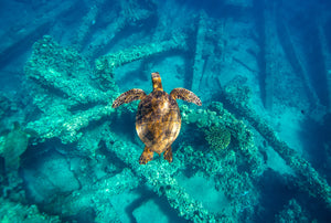 The Coral Garden