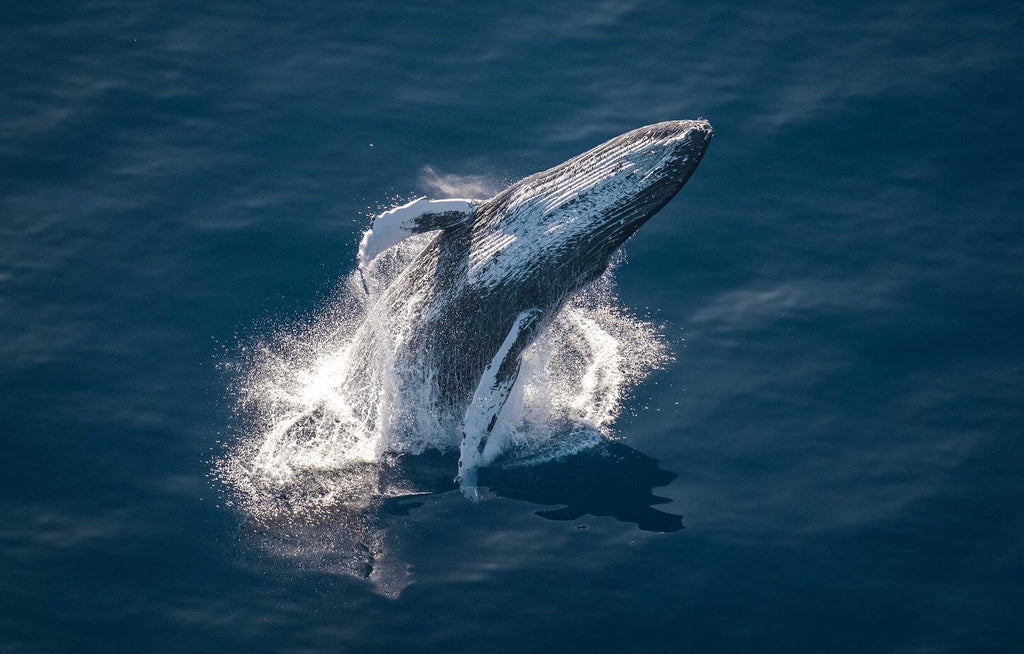 February 21st Maui Photographer Whale watch