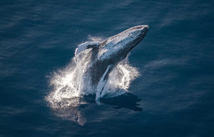 February 21st Maui Photographer Whale watch