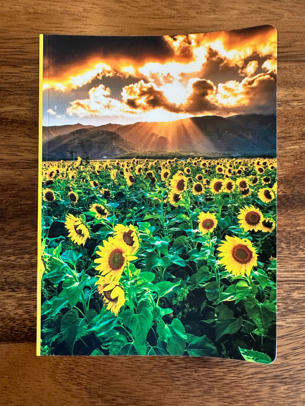 Photo Journal- Sunflowers