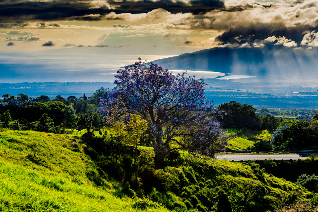 Springtime in Kula