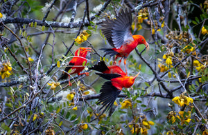 Three Litttle Birds