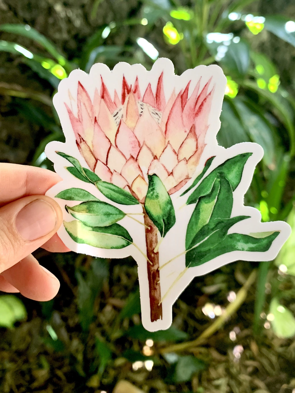 Protea sticker