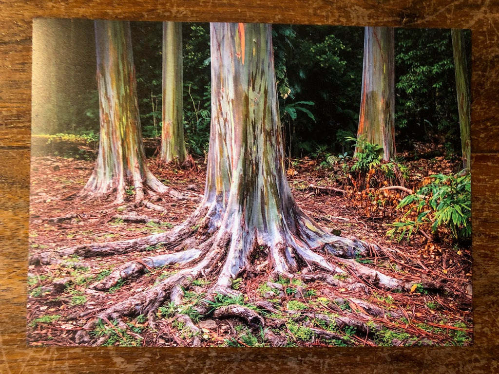 Photo Magnet