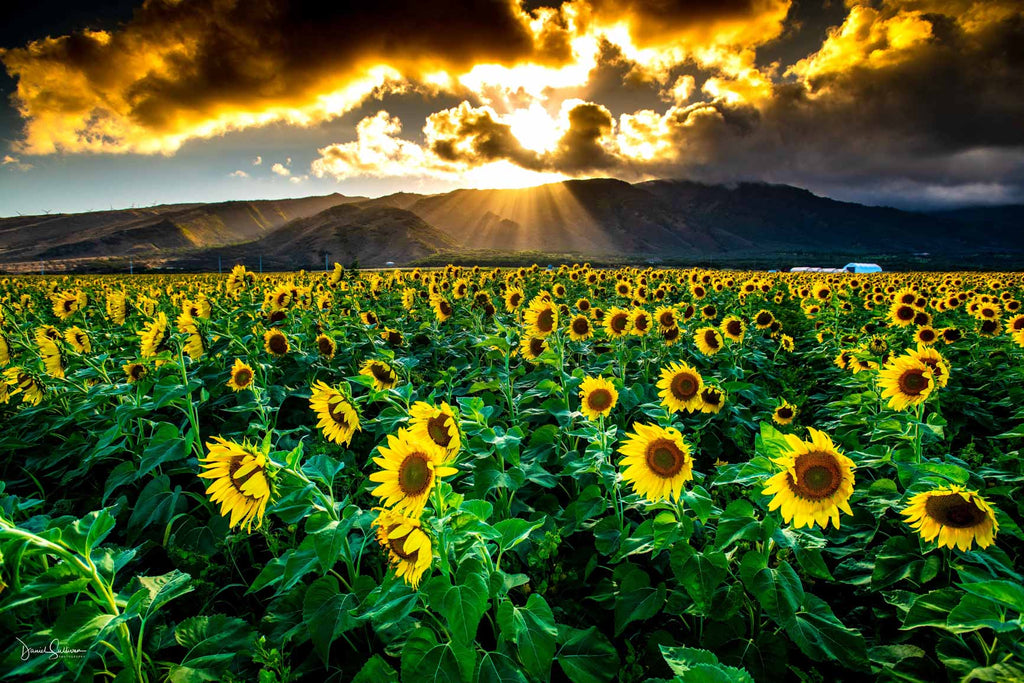 The Sunflowers