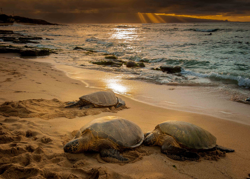 Paia Photography Workshop with Daniel Sullivan