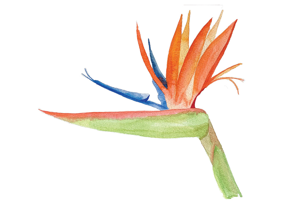 Intro to Watercolor 7/29 5:00-7:00