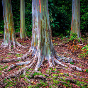"Rainbow Eucalyptus" fine art print