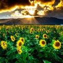 "The Sunflowers" fine art print